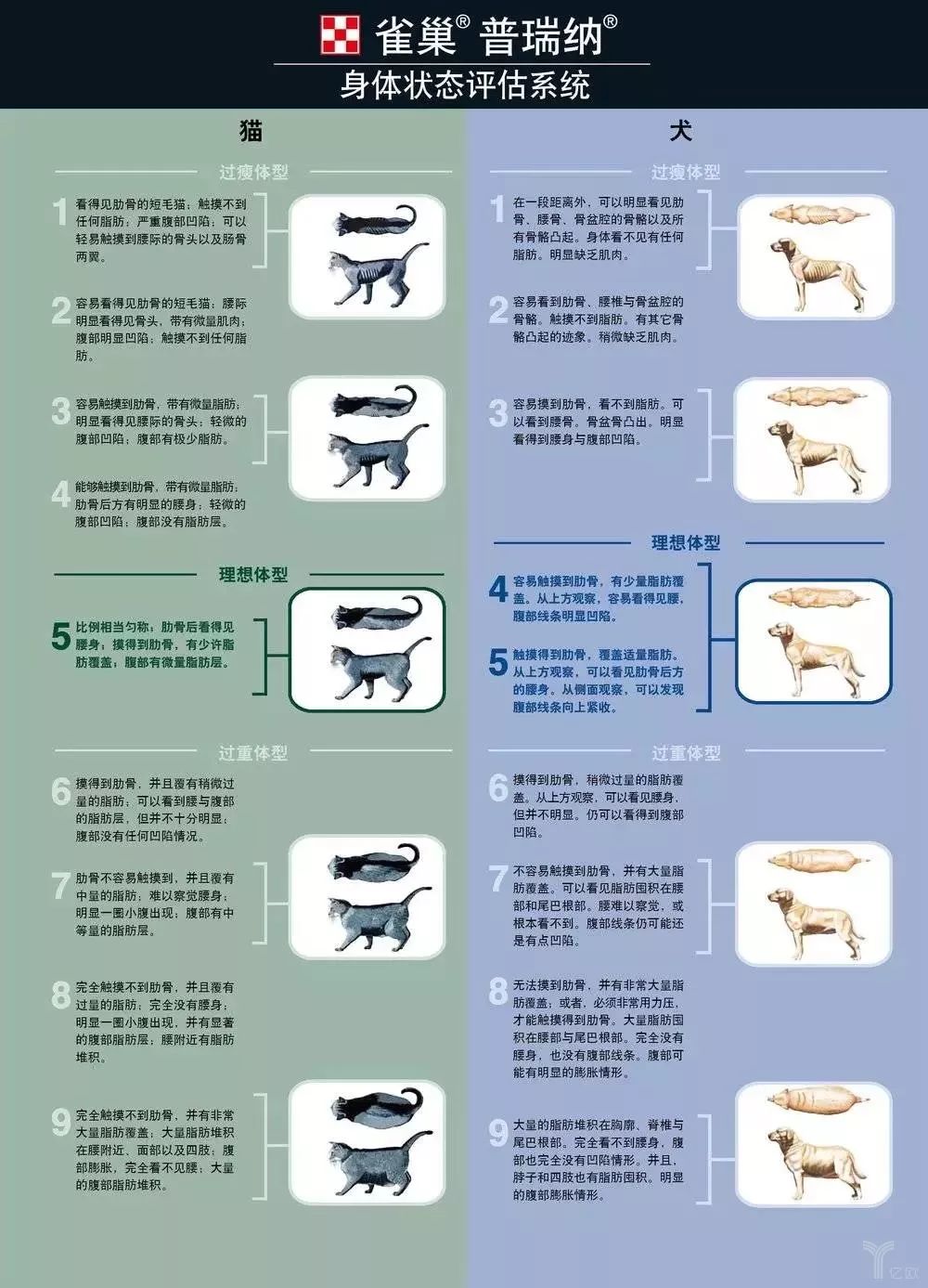 培养超凡技巧：提升宠物实力，发挥潜力